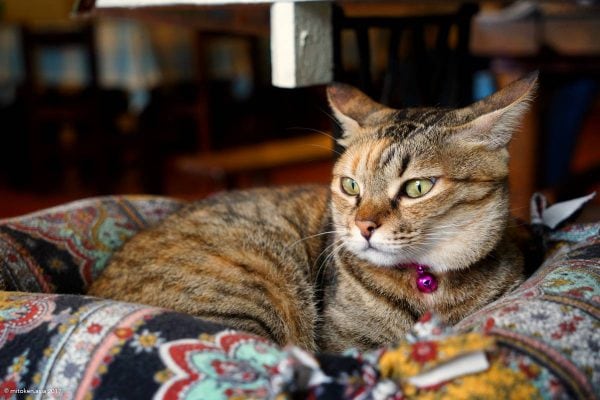 猴硐猫村