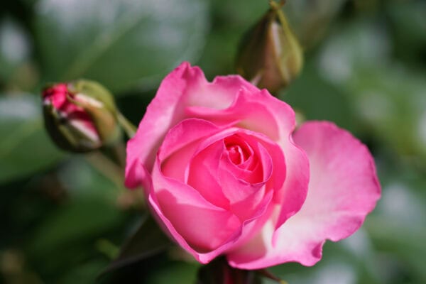Makro-Planar T* 60mm F2.8 C