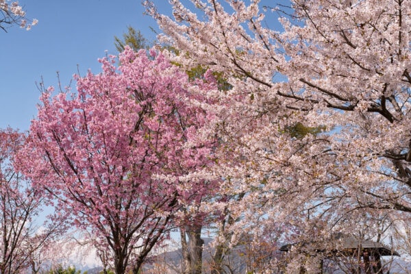 沼田公園