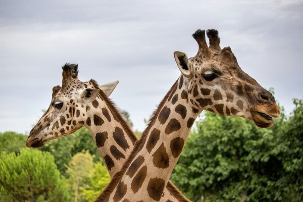 zoo de mervent