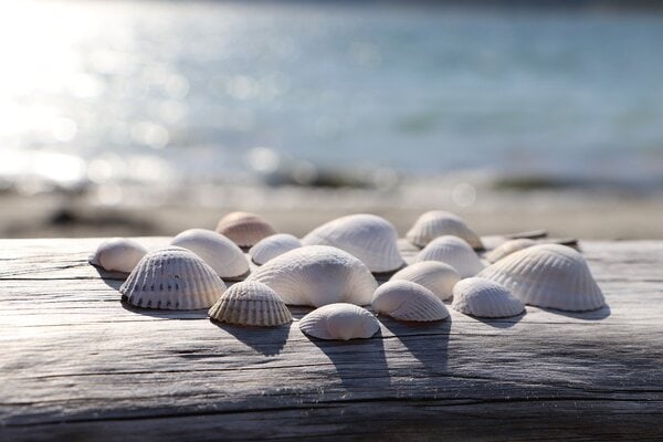 coquillages sur la plage
