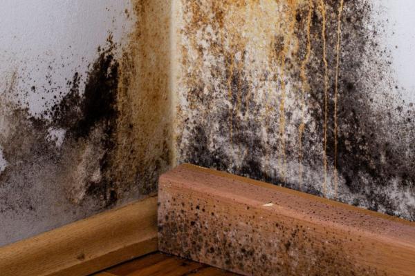 Mold Removal Services