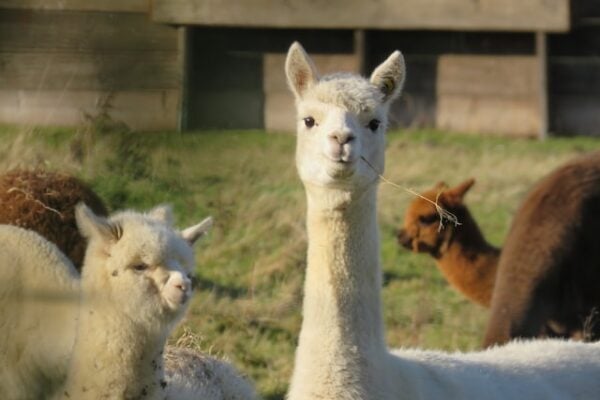 ShangriLama farm in Royse City