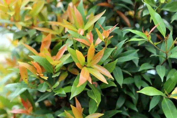 Comprar Eugenia en Mallorca