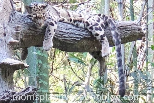 leopard with brown spots laying on a large tree branch at the Nashville Zoo