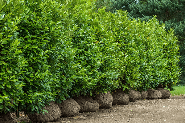 hedges image