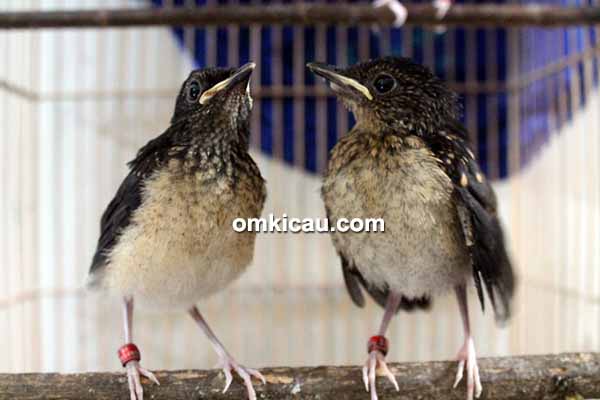 Breeding murai batu Bowo BF Bogor
