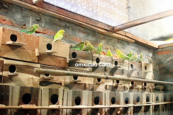 penangkar burung burung paruh bengkok