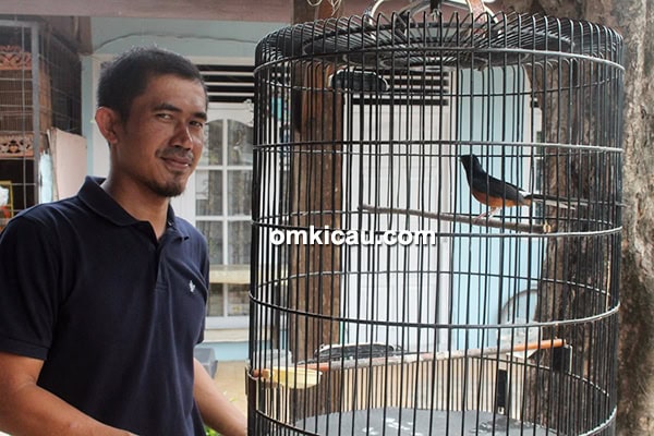 cara merawat murai batu cara merawat murai batu