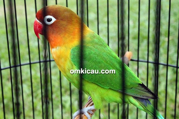 lovebird Fretty Lovebird Fretty