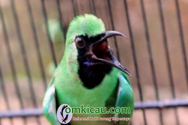 Cara merawat burung cucak ijo Cara merawat burung cucak hijau agar cepat gacor