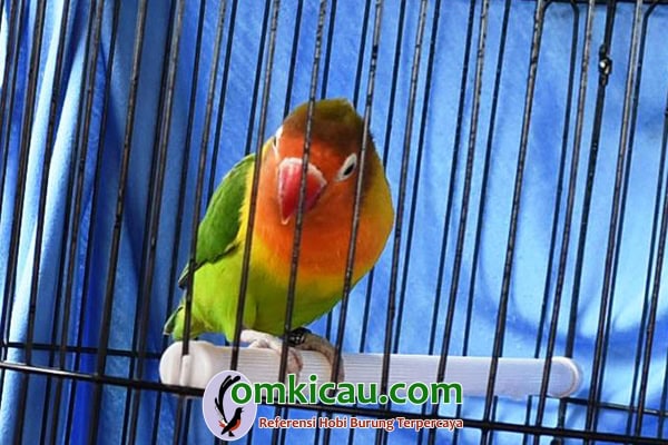 lovebird Ginem
