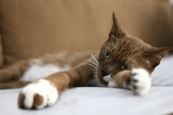 stress-cat