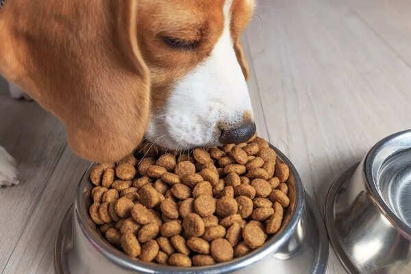 4 reasons why you should buy packaged dog food - Times of India