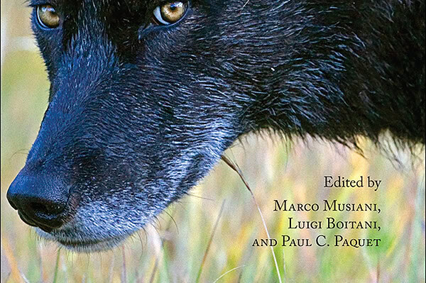 Book Cover for: World of Wolves: New Perspectives on Ecology, Behaviour, and Management