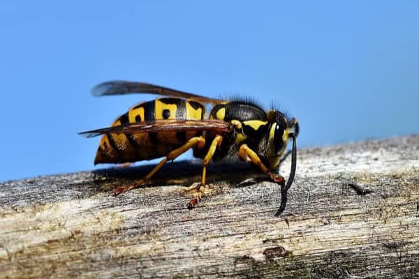 German wasp