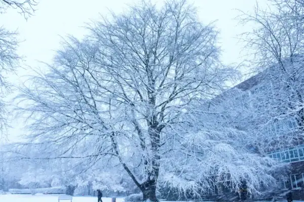 Schnee-Gürtel