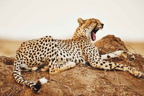 10-Day Tanzania Wildlife Safari & Zanzibar Vacation 10-Day Tanzania Wildlife Safari