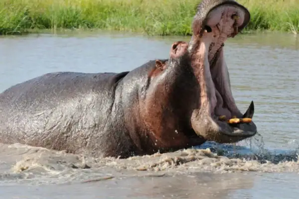 10 Days Uganda Safari Experience 10 Days Uganda Safari Experience
