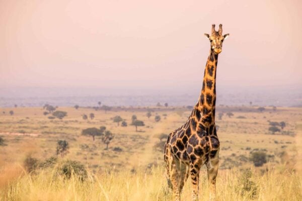 11 Days Uganda Holiday Safari Wildlife Experience 11 Days Uganda Holiday Safari Wildlife Experience