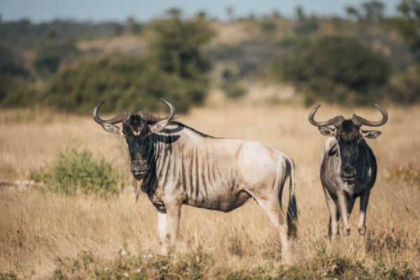 12-Day Tanzania Wildlife Safari, 12-Day Tanzania Wildlife Safari