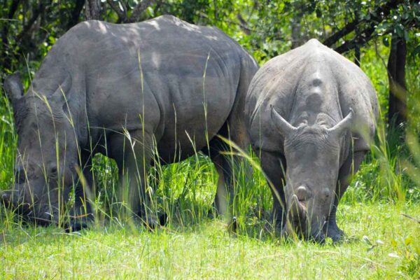 3 Days Murchison Uganda Big Five Safari