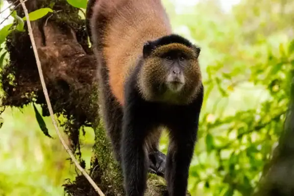 7 Days Rwanda Primates and Big Five Safari: Gorilla Trekking, Chimpanzees, Golden Monkeys & Akagera Wildlife Guide 7 Days Rwanda Primates and Big Five Safari: Gorilla Trekking, Chimpanzees, Golden Monkeys & Akagera Wildlife Guide