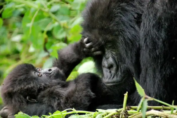 3 Days Uganda Gorilla Trekking Safari from Kigali City 3 Days Uganda Gorilla Trekking Safari from Kigali City