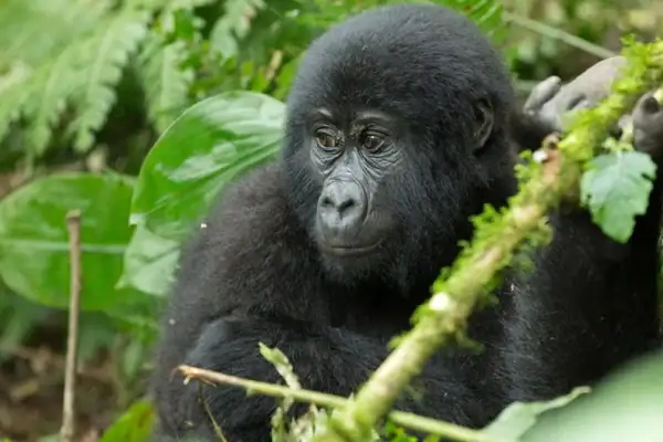 Kenya Migration with Rwanda–Uganda Double Gorilla Trekking | 10-Day East Africa Safari Kenya Migration with Rwanda–Uganda Double Gorilla Trekking | 10-Day East Africa Safari