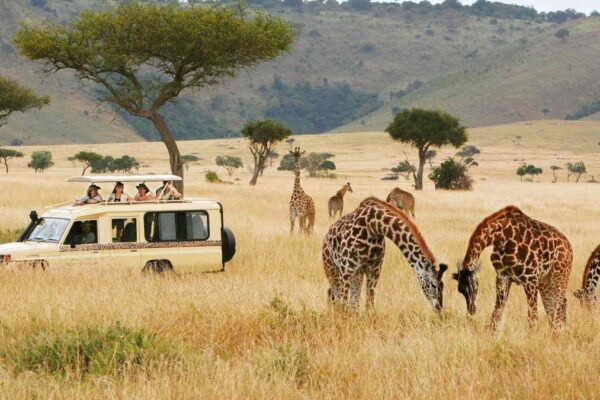 5-Day Kenya Wildlife Budget Safari 5-Day Kenya Wildlife Budget Safari