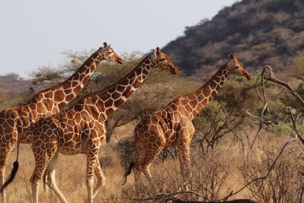5 Days Samburu Wildlife Safari. 5 Days Samburu Wildlife Safari