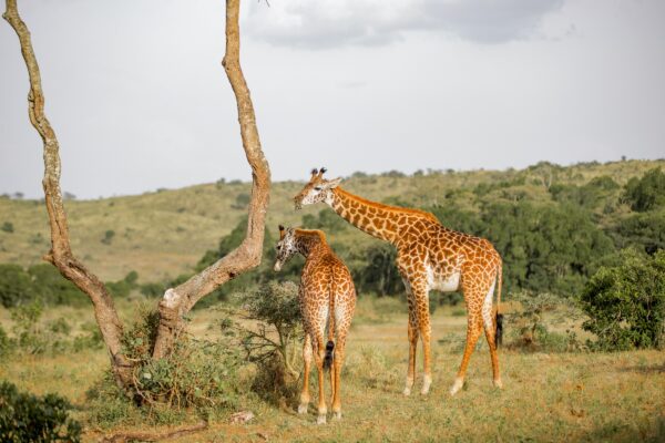 5 Days Uganda & Rwanda Safari- Primate &Wildlife Holiday Adventure 5 Days Uganda & Rwanda Safari- Primate &Wildlife Holiday Adventure