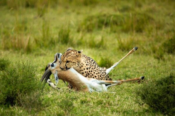 6-Day Magnificent Best of Kenya Safari. 6-Day Magnificent Best of Kenya Safari