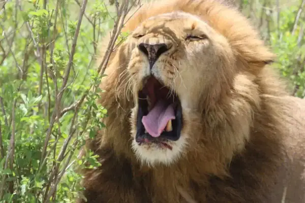 6-Day Roaring Kenya Mid-Range Safari, 6-Day Roaring Kenya Mid-Range Safari,