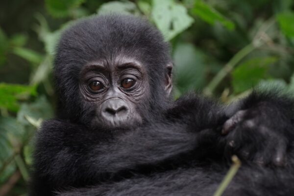 6 Days Uganda Chimps and Gorilla Trekking Safari 6 Days Uganda Chimps and Gorilla Trekking Safari