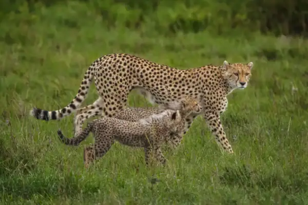 7-Day Budget Kenya Wildlife Safari 7-Day Budget Kenya Wildlife Safari