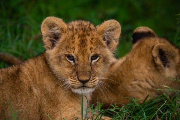 7-Day Rwanda Gorilla Tour and Wildlife Safari 7-Day Rwanda Gorilla Tour and Wildlife Safari