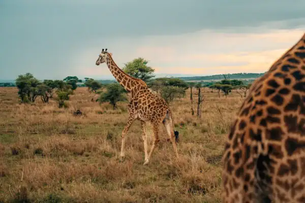 7-Day Tanzania Wildlife Safari. 7-Day Tanzania Wildlife Safari.