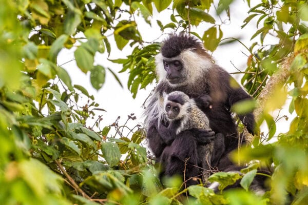 8 Days Rwanda Luxury Safari 8 Days Rwanda Luxury Safari