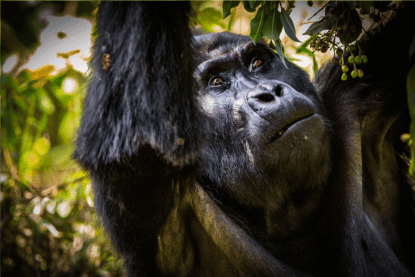7 Days Uganda Game Drives & Gorilla Safari Holidays 7 Days Uganda Game Drives & Gorilla Safari Holidays