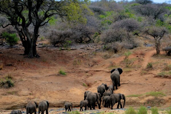 8-Day Kenya Big Five Safari Holiday