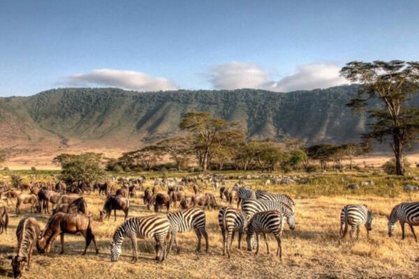8-Day Tanzania Northern Circuit Safari, 8-Day Tanzania Northern Circuit Safari