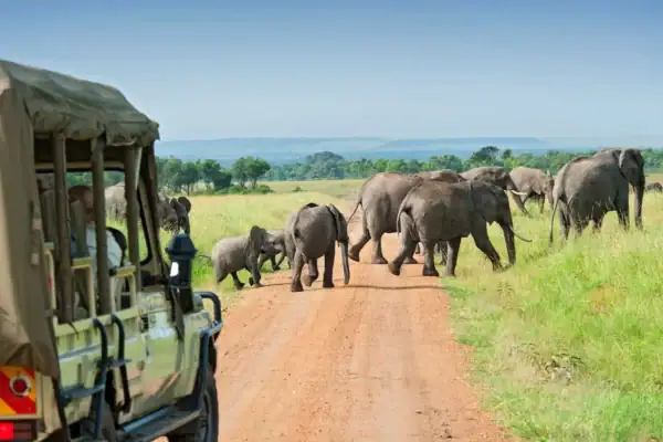 8 Days Uganda Wildlife Safari Experience 8 Days Uganda Wildlife Safari Experience