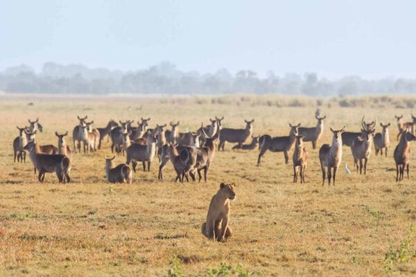 Luxury Tanzania Fly-in Safaris | Exclusive Flying Safari Packages Luxury Tanzania Fly-in Safaris | Exclusive Flying Safari Packages