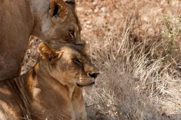 9-Day Ultimate Tanzania Wildlife Safari. 9-Day Ultimate Tanzania Wildlife Safari
