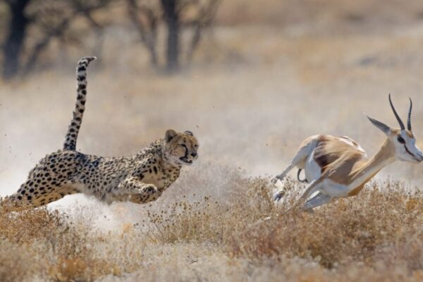 9 Days Uganda Wildlife Safari Experience