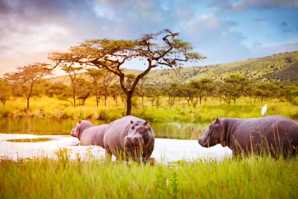 Akagera-National-Park-safari 6 Days Rwanda Wildlife and Chimpanzee Tracking Safari