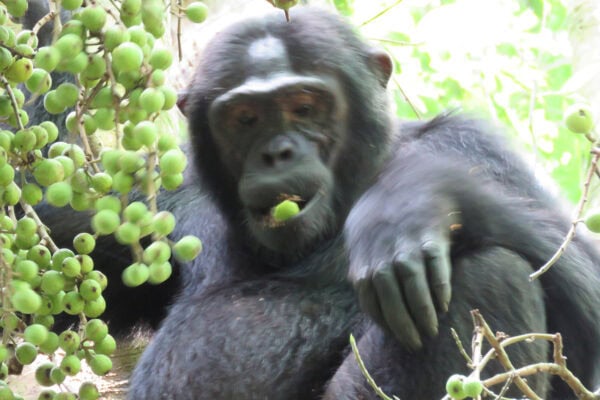 Chimp-Kibale-uganda 9-Day Rwanda Great Primate Expedition Safari