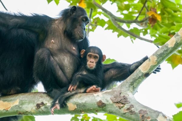 Chimpanzee-Tracking 6 Days Rwanda Primates Safari – Gorilla Trekking, Golden Monkey Tracking & Chimpanzee Tracking