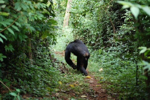 Gombe Stream National Park. Gombe Stream National Park